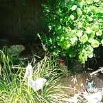 Garden Duplex *