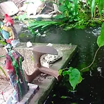 Garden Duplex * Sundhoffen
