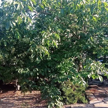 شقة Garden Duplex