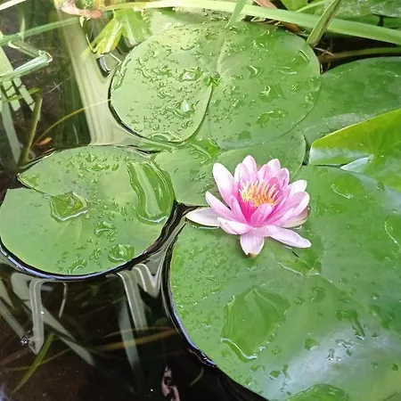 Garden Duplex شقة *