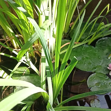 Garden Duplex Apartamento *