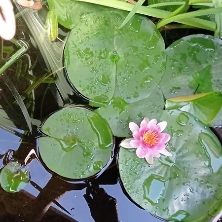 Garden Duplex Sundhoffen