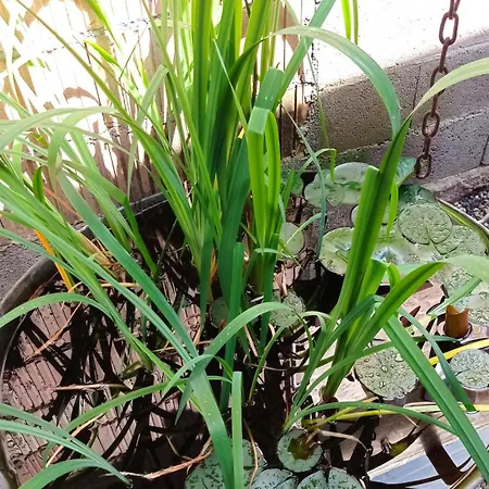 Garden Duplex Appartement