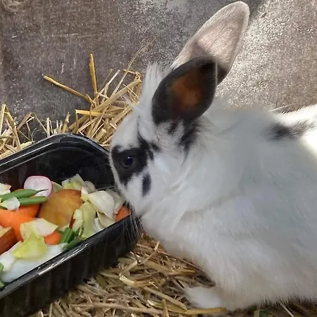 Garden Duplex Daire Sundhoffen