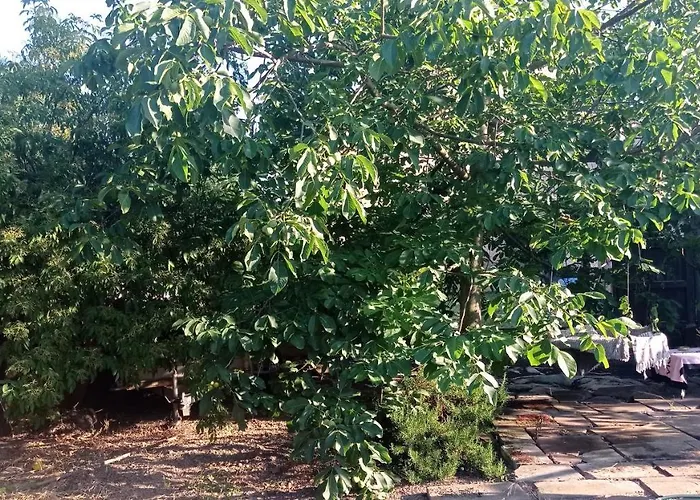 Apartment Garden Duplex